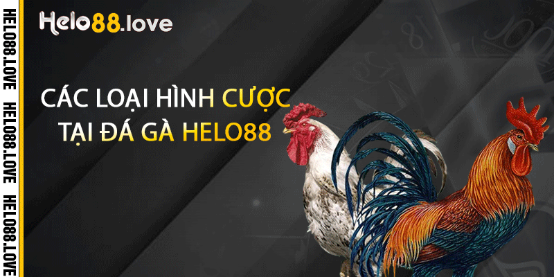 Các loại hình cược tại đá gà Helo88